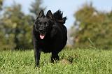 SCHIPPERKE 732